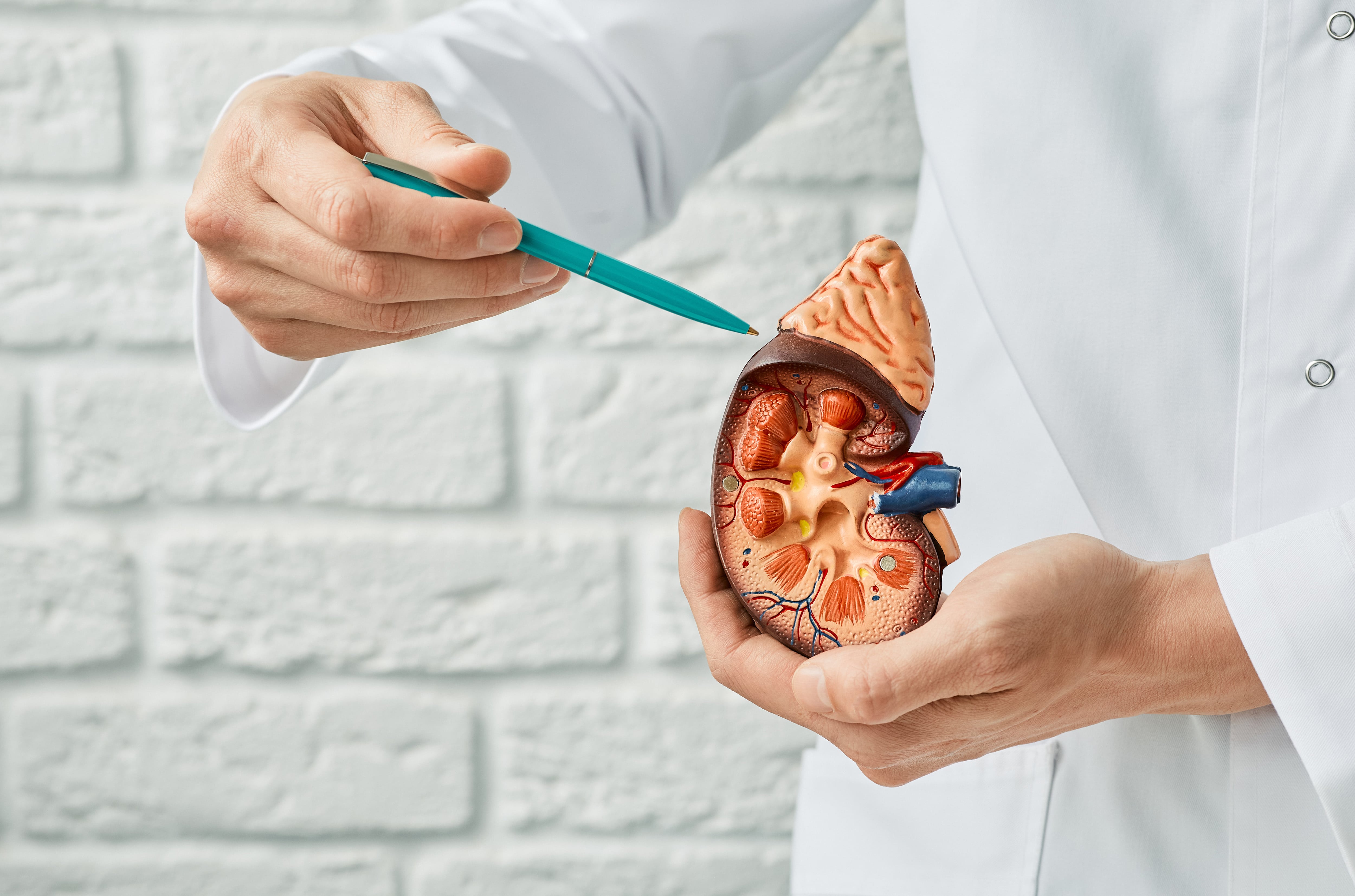 Les biomarqueurs dans les maladies rénales chroniques : leur rôle dans le diagnostic et le suivi clinique