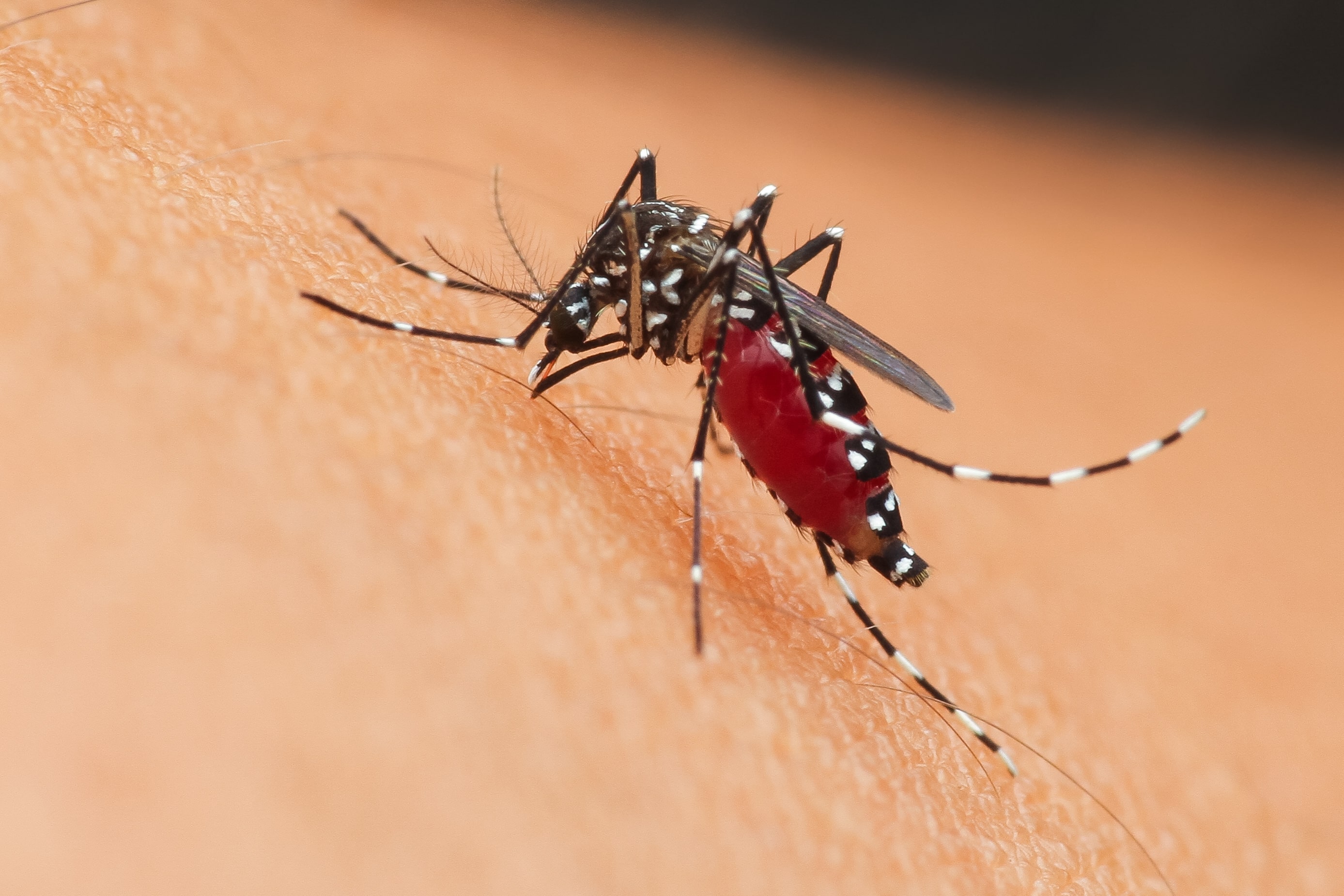 Mosquito